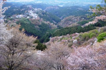 A Visit to Mt Yoshino
